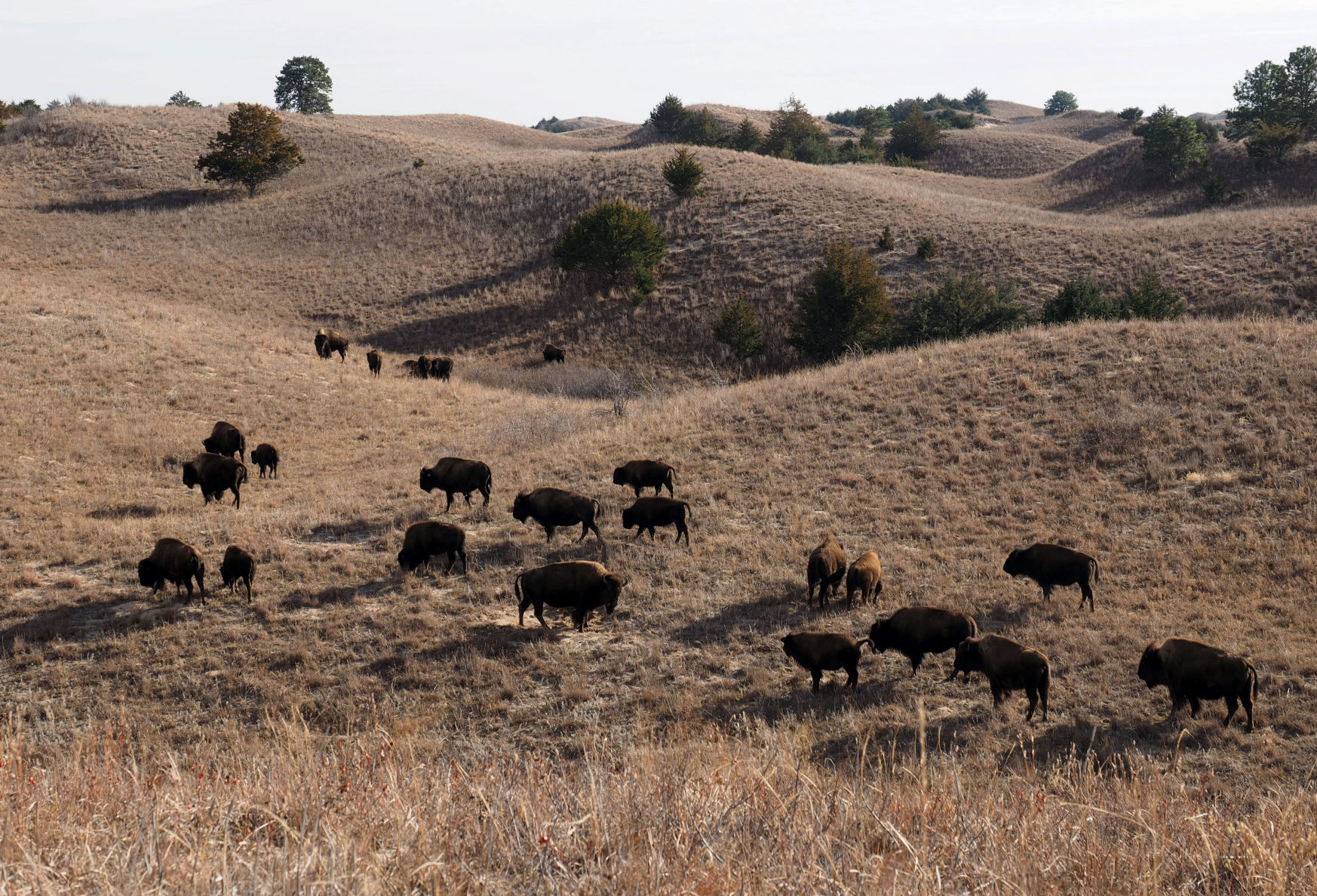 Sand Hills Wildfire